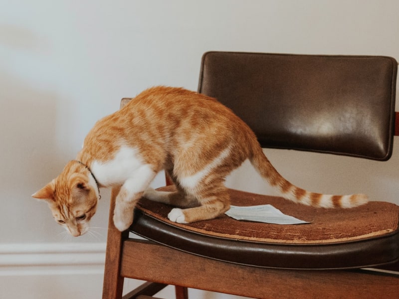 Cat zoomies what are they and why do they happen?